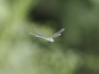 dragonfly flying midair