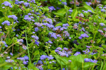 アゲラタムの花が咲く花壇