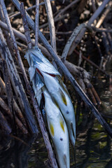 Fisherman's catch from Mangrove impaled on branch in Juan Venado island nature reserve in Nicaragua Central America