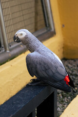 Fototapeta premium African Grey Parrot Psittacus erithacus in Birdpark