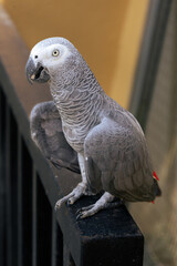 African Grey Parrot Psittacus erithacus in Birdpark