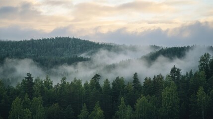 Tranquil Morning Scene with Low Clouds Hanging over Dense Forest Canopy