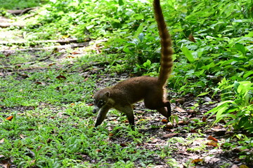 Nasua suddenly appears out of the jungle in the north west part of Belize