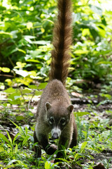 Nasua suddenly appears out of the jungle in the north west part of Belize