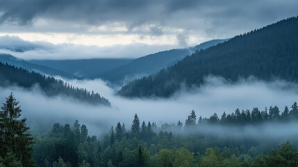 Fototapeta premium Serene Morning Mist Blanketing the Forest Canopy