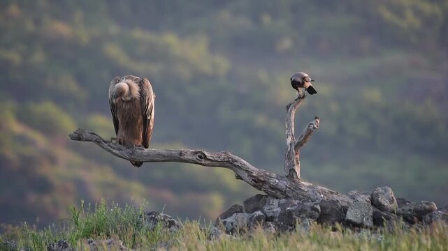 Griffon Vulture and Carrion Crow