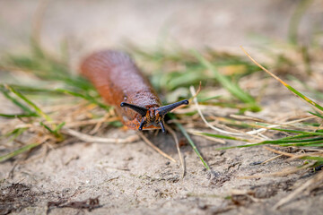 Brown snail on the ground