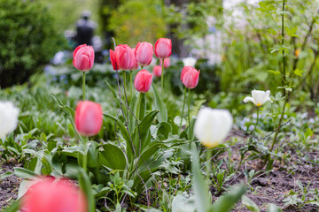 Bulbous flower that blooms every year in April, pink white tulips with very vibrant colors