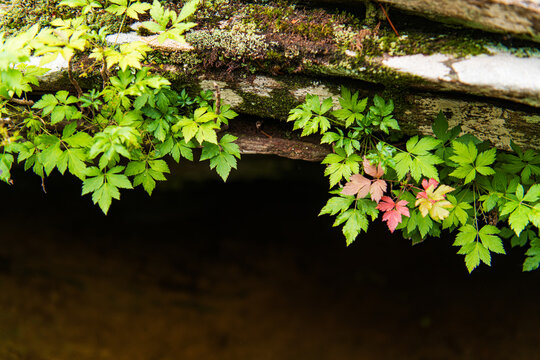 Yellowroot clings to the lip of a small cave along the Linville River, North Carolina