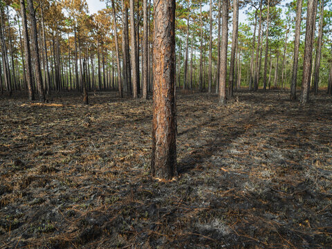 Lomgleaf pine in a burnt area of the Green Swamp Preserve, Supply, North Carolina