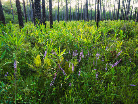 Blazing star in a longleaf pine meadow in the Green Swamp Preserve, Supply, North Carolina