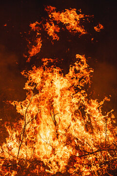 Controlled burn in a longleaf pine forest in the Sandhills region of North Carolina