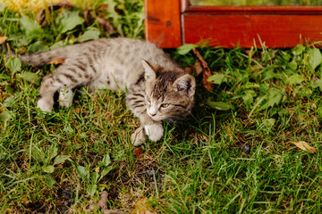 cat, lazy cat, cat in the garden