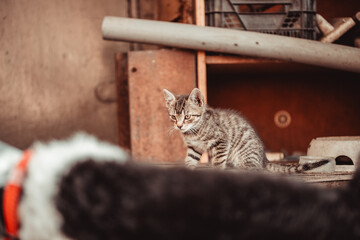 cat, lazy cat, cat in the garden © TomaszGwóźdźFoto