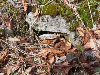 The sand lizard (Lacerta agilis) is a lacertid lizard