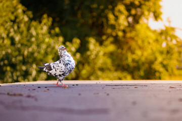 pigeon, bird, domestic pigeon, goose