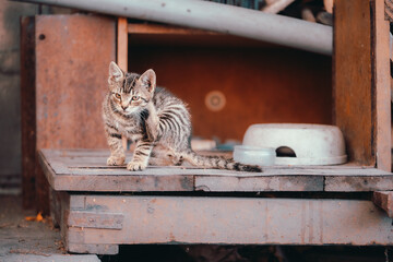 cat, lazy cat, cat in the garden