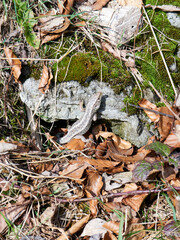 The sand lizard (Lacerta agilis) is a lacertid lizard