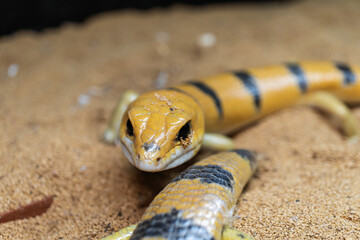 ピーターズバンデッドスキンク