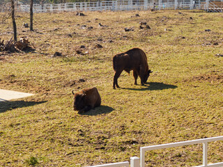The European bison (Bison bonasus) standing in a glade © pawel_ka_foto