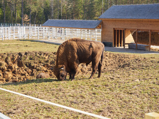 The European bison (Bison bonasus) standing in a glade © pawel_ka_foto