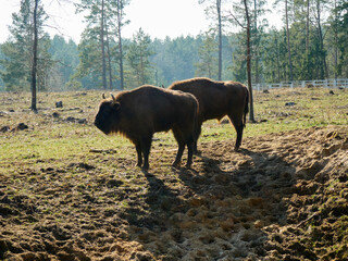 The European bison (Bison bonasus) standing in a glade © pawel_ka_foto