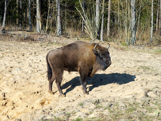 The European bison (Bison bonasus) standing in a glade © pawel_ka_foto