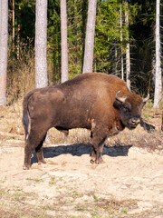 The European bison (Bison bonasus) standing in a glade © pawel_ka_foto