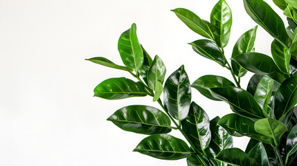  lush green tea leaves on a soft white backdrop ,A sprig of zamiokulkas, isolated on a white background ,Green leaves of lemon isolated on the white background