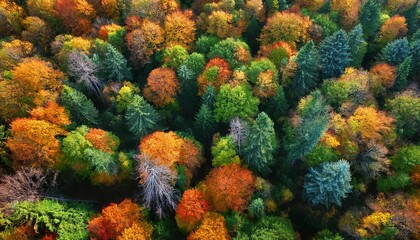 Fototapeta premium Vue aérienne de la forêt en automne