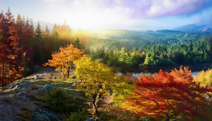 Fototapeta premium Vue Panoramique de la Forêt en Automne