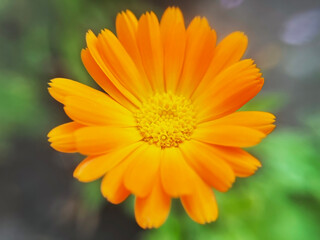 blooming medicinal plant calendula close up