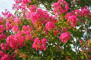 Nerium oleander, rosebay cultivated worldwide in temperate and subtropical areas as an ornamental and landscaping plant. Genus Nerium, Apocynoideae, Apocynaceae. Montenegro, Adriatic, Mediterranean