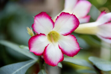 Beautiful Blooming Adenium Abesum known as well as Desert Rose. Beautiful flowers in the botanical garden.