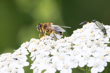 Close up Tapered dronefly, Eristalis pertinax, foraging on flower of Achillea millefolium, together with swollen-thighed beetle or , Oedemera nobilis, thick-legged flower beetle