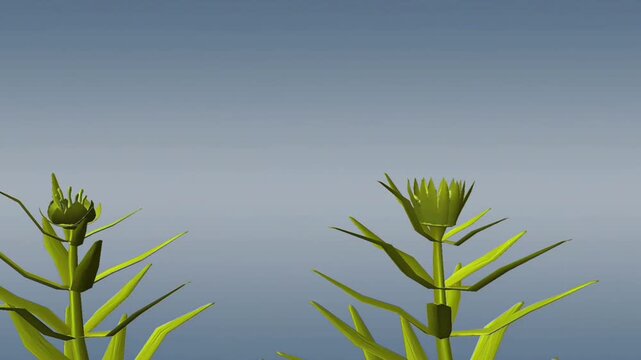 Fertilisation process of mosses and ferns