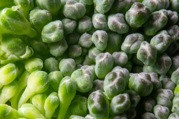 close up of broccoli