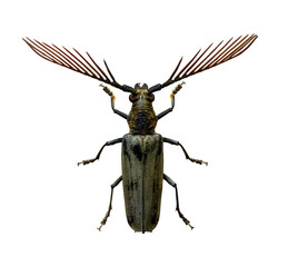 Cyriopalus wallacei or long horn beetle native to the southeast asian tropical rainforest for rare and exotic diversity insect and pest isolated on white background