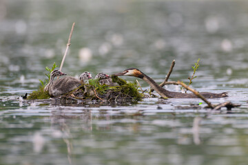 Haubentaucher Podiceps cristatus