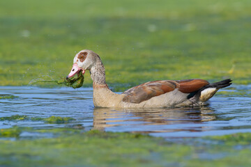 Nilgans Alopochen aegyptiacus