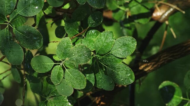 Refreshing Summer Rain on Green Smoketree Leaves in a Lush Garden. Nature Spring Background. Cotinus Bush Growing in garden