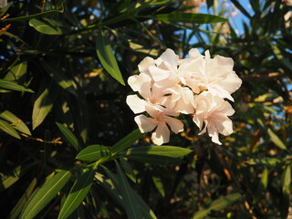 Obraz premium Nerium oleander, rosebay cultivated worldwide in temperate and subtropical areas as an ornamental and landscaping plant. Genus Nerium, Apocynoideae, Apocynaceae. Montenegro, Adriatic, Mediterranean