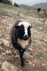 Obraz premium Black and White Sheep Standing on a Rocky Hillside