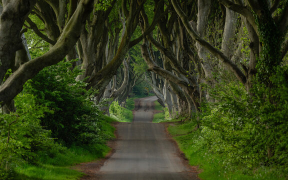 Die Dark Hedges Majest&auml;tische Buchenallee in Nordirland in der Grafschaft Antrim
