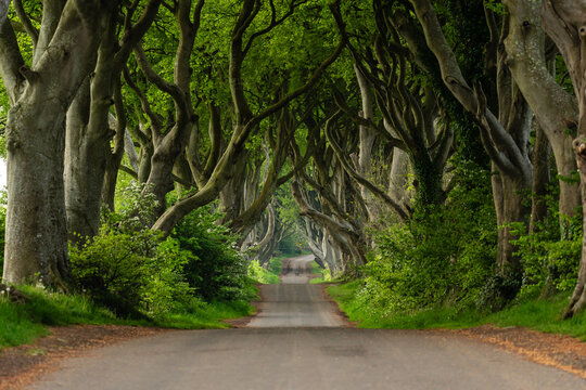 Die Dark Hedges Majest&auml;tische Buchenallee in Nordirland in der Grafschaft Antrim