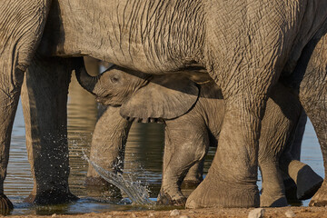 Baby african elephant (Loxodonta africana) at a waterhole in Etosha National Park in Namibia