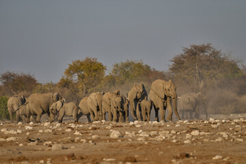 Obraz premium Herd of african elephant (Loxodonta africana) approaching a waterhole in Etosha National Park in Namibia