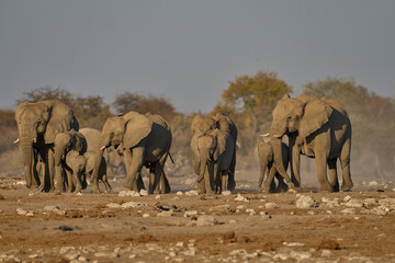 Herd of african elephant (Loxodonta africana) approaching a waterhole in Etosha National Park in Namibia