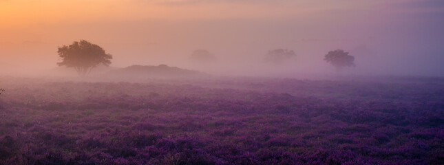 Experience the serene beauty of blooming heather fields at Veluwe Zuiderheide in the Netherlands