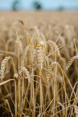 Expansive field of golden wheat swaying gently in the breeze under a clear blue sky. The tall, ripe stalks create a serene and peaceful landscape, perfect for agricultural, nature, countryside themes